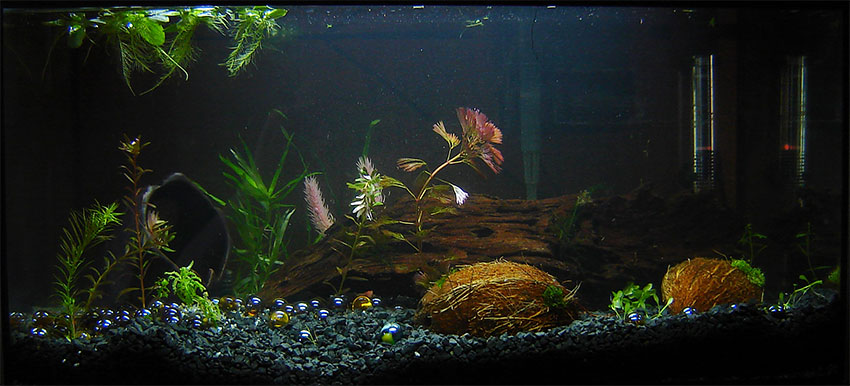 Aquarium (restart - first day - 2009-09-30)
