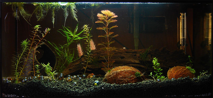 Aquarium (restart - 5 day - 2009-10-05)
