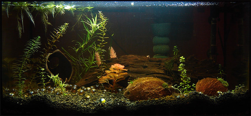 Aquarium (12days after restart)
