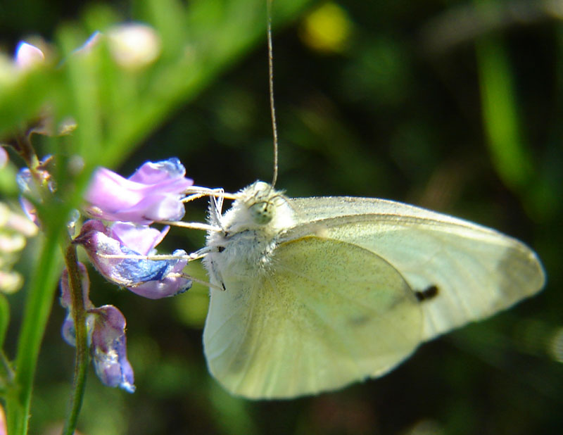 motyl-00-male.jpg