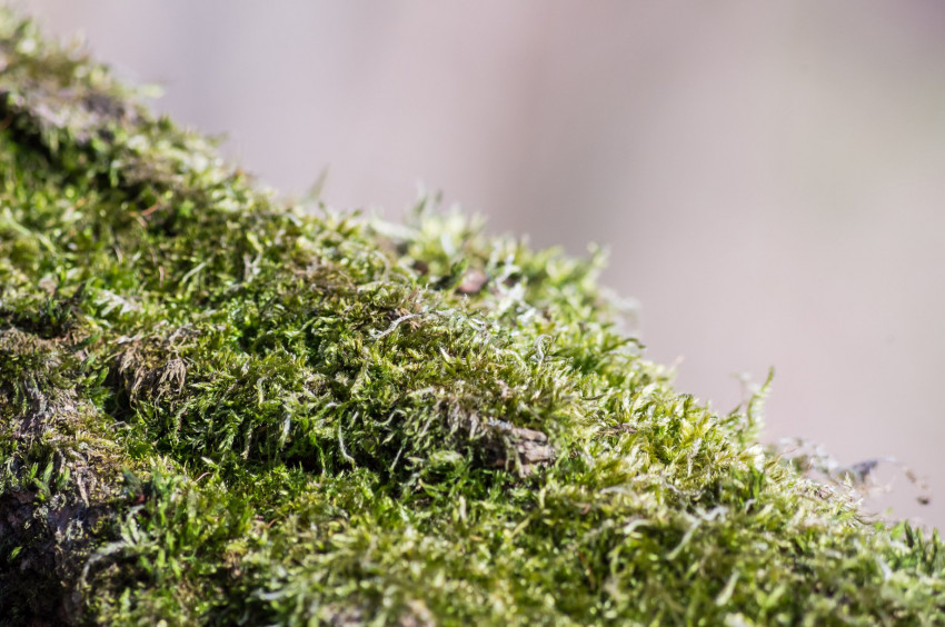 Słowa kluczowe: natura,