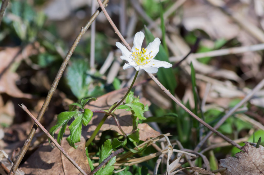 Słowa kluczowe: natura, 