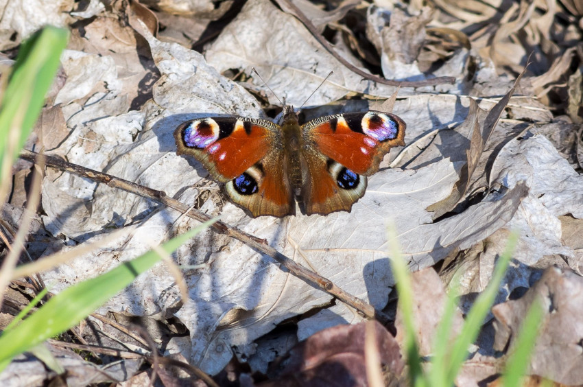 Słowa kluczowe: natura, na