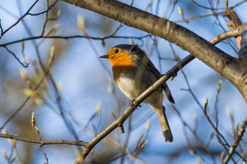 Słowa kluczowe: natura, na