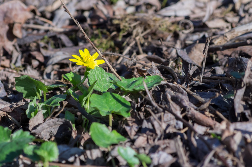 Słowa kluczowe: natura, nature