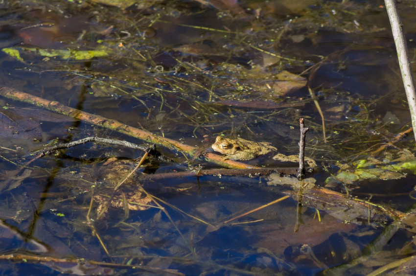 Słowa kluczowe: natura, nature, 201