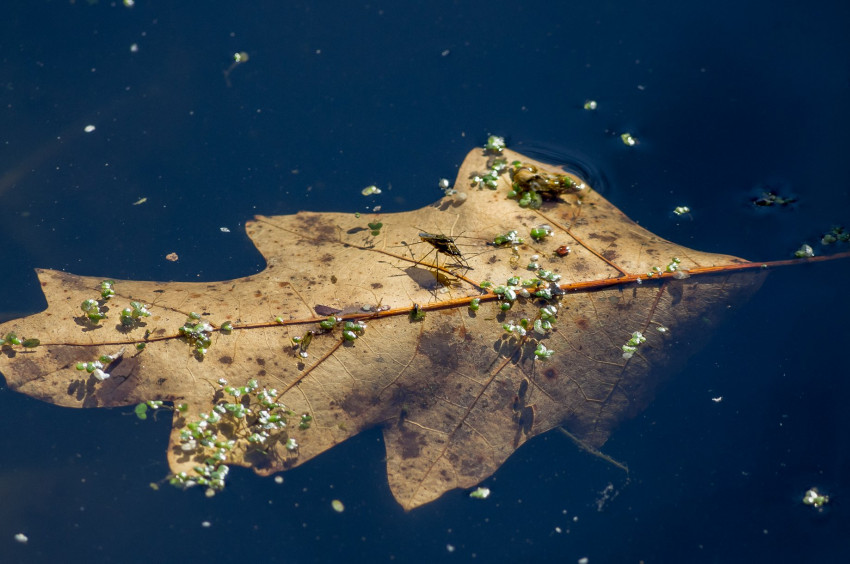 Słowa kluczowe: natura, nature, 2018