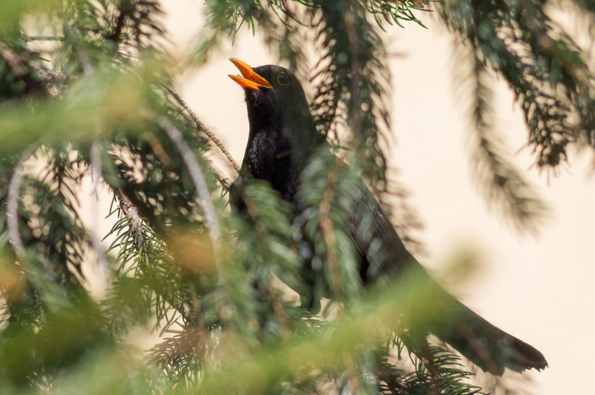 Słowa kluczowe: natura, nature, 2018