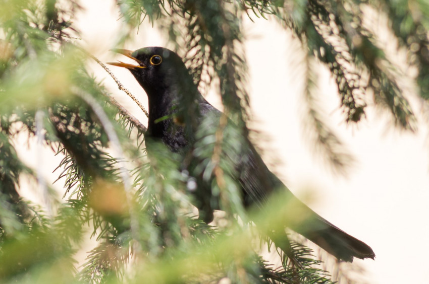 Słowa kluczowe: natura, nature, 2018