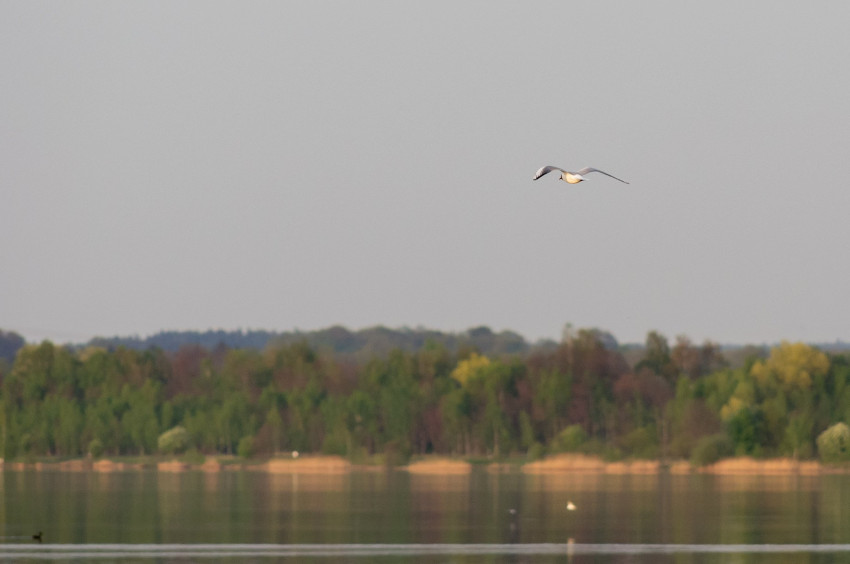 Słowa kluczowe: natura, nature, 2018