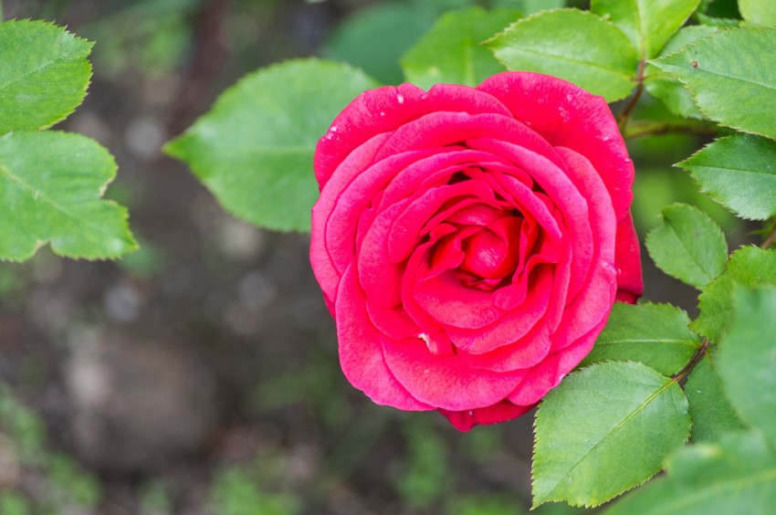 IMGP8773.jpg