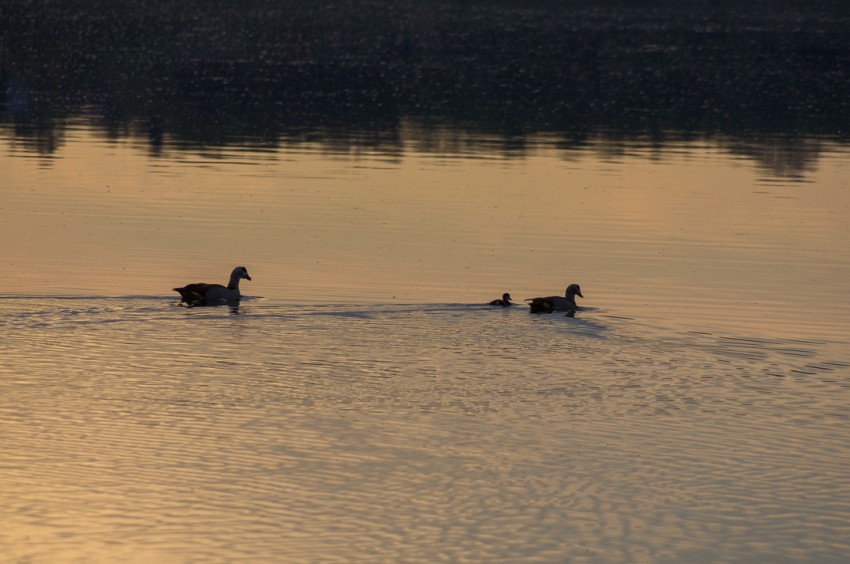 _IGP7163.jpg