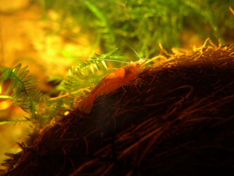 Krewetka fire red/red cherry (Neocaridina denticulata var. red)
