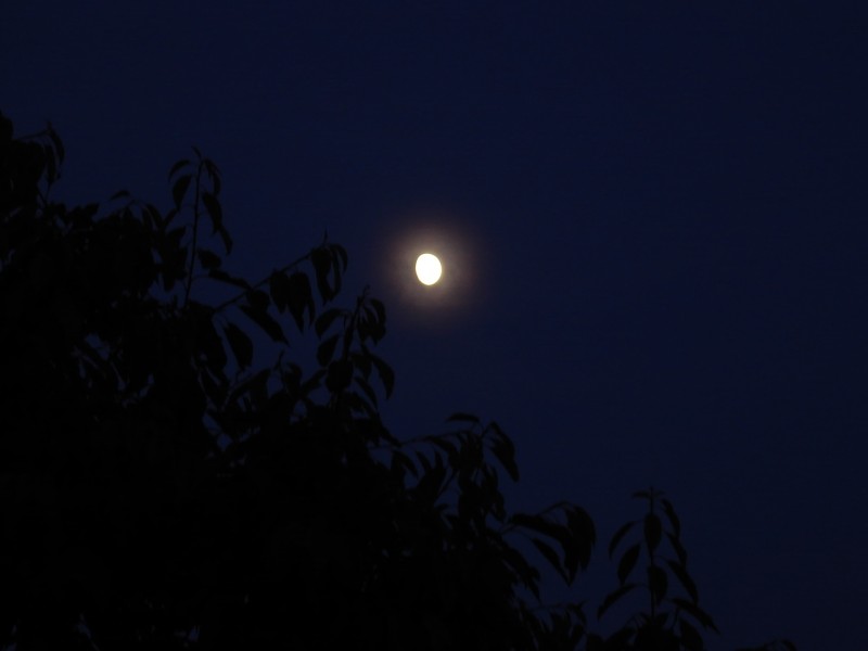 Moon and swet cherry leafes at night
Dedicated to Nalinee :)
