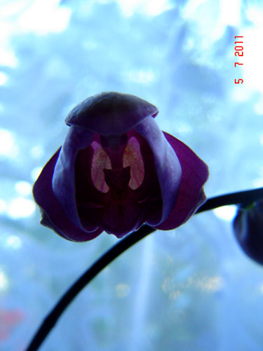 orchidea-2.jpg