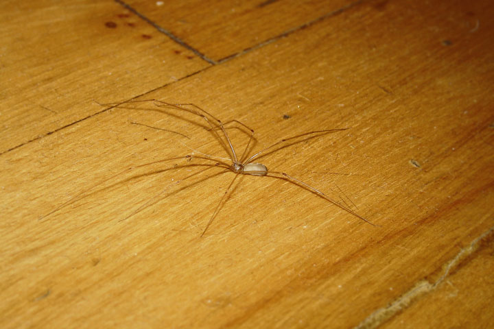 Pajaczek domowniczek :)
Pajaczek w domku :) Spider at home ;)

