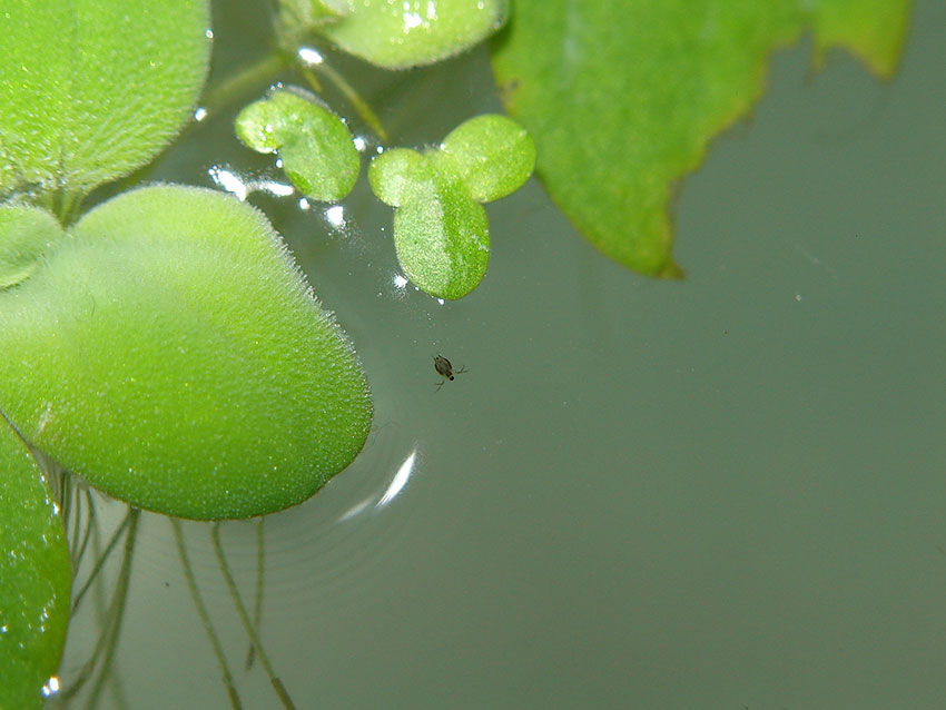 Rozwielitka (Daphnia)
