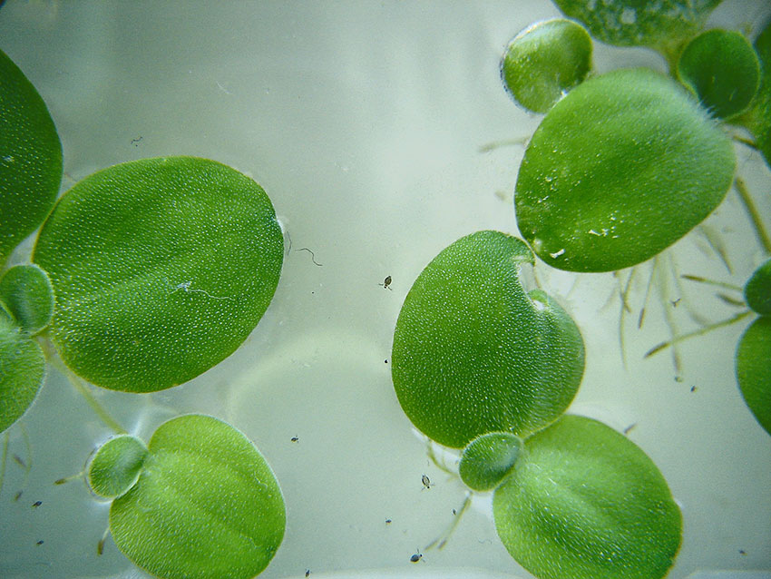 Rozwielitka (Daphnia)
