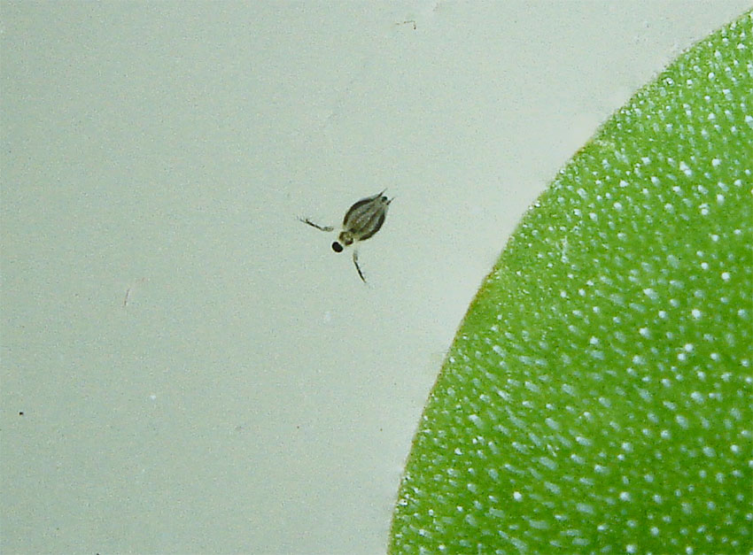 Rozwielitka (Daphnia)
