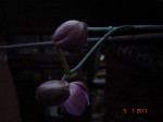 orchidea-1.jpg