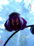 orchidea-2.jpg