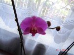 orchidea-3.jpg