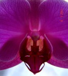orchidea-4.jpg