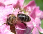 pszczola-01-male.jpg