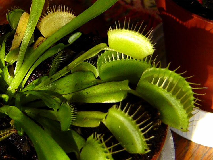 Mucholowka
Dionaea - Mucholowka - moj nowy zwierzaczek, nadalem mu imie Maurycy :)
