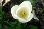 tulipan01.jpg